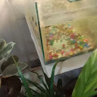 آکواریوم ۴۰در۲۰|ماهی|گرگان, |دیوار