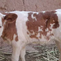 گوساله ماده|حیوانات مزرعه|سبزوار, ابارش|دیوار