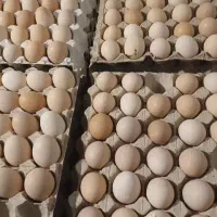 تخم مرغ سلطان