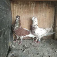 کبوتر کاشان