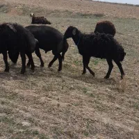 بره قوچ قره قزل