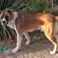 سگ خراسانی|سگ|زاوه, |دیوار