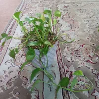گل‌وگیا|گل و گیاه طبیعی|اهواز, سپیدار|دیوار