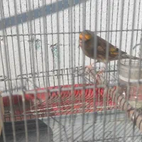 سهره قناری نر مست 2 عدد