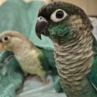 گرینچیک نر و ماده