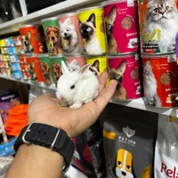 خرگوش مینیاتوری|موش و خرگوش|تهران, ائمه اطهار|دیوار