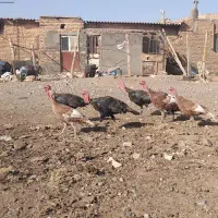 بغلمون محلی|حیوانات مزرعه|تربت جام, میان جام|دیوار