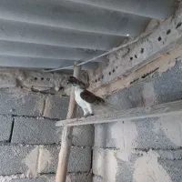 کبوتران پرشی