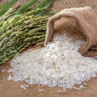 فروش برنج هاشمی درجه یک شمال