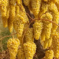 فروش نهال میوه لیبل دار