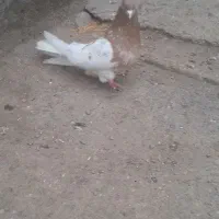 کبوتر کله زرد درجه یک جنس کاکولی