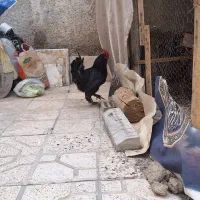 خروس تزئینی