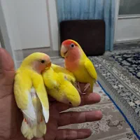 طوطی برزیلی مولد بادوتاجوجه برایی آموزش دوستی کردن