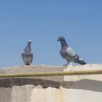 کفتر پلاکی برافروش|پرنده|شادگان, |دیوار