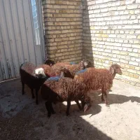 6راس بره ماده داشتی