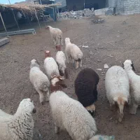حیوانات|حیوانات مزرعه|کرخه, |دیوار