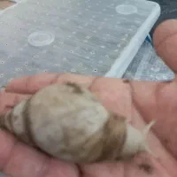 حلزون|خزنده|ماهان, |دیوار