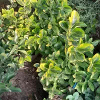 شمشاد های برگ ریز سبز و طلایی|گل و گیاه طبیعی|رودسر, |دیوار