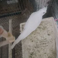 فروش عروس هلندی البینو ماده