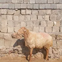 مغان درج یک