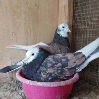 کفتر شازده سیاه کاکلی پیدا شده