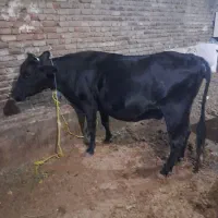 گاو آبستن سنگین|حیوانات مزرعه|سلماس, |دیوار