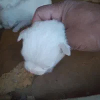 توله سگ