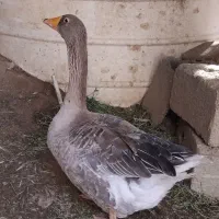 غاز ماده تخمگذار