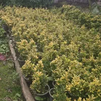 فروش تخصصی انواع شمشاد و گل های زینتی