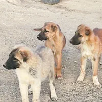 سه تا توله سه ماهه