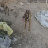 سگ مالینویز ماده