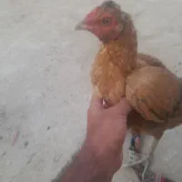 مرغ دورگ لاری