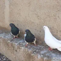 تعداد کبوتر فروشی سفید سیاه کله ای پشدار سبز|پرنده|میاندوآب, |دیوار