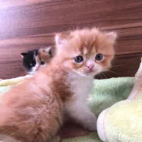 گربه پرشین|گربه|محمودآباد, |دیوار