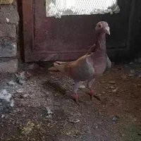 کبوتر گردن زردنامبر|پرنده|کنگاور, |دیوار