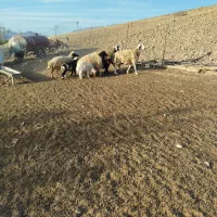 سه رس میش و بره سرحال