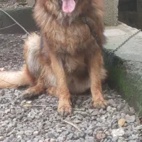 فروش سگ ژرمن شولاین پا خرگوشی ۱۵ ماه