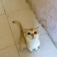بریتیش اسکاتیش گلد