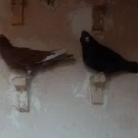 کبوتر