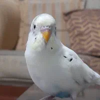 مرغ عشق نر ماده|پرنده|پاکدشت, پاکدشت (مامازند)|دیوار