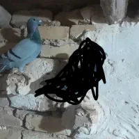 پلاکی|پرنده|بشاریات, |دیوار