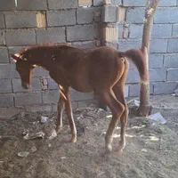 کره ۷ ماه|اسب و تجهیزات اسب‌سواری|بم, |دیوار