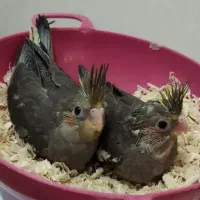 جوجه عروس هلندی سرلاکی از۱روزتا۴۵روزدررنگای مختلف|پرنده|آبیک, |دیوار