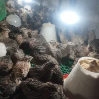 بلدرچین خونگی