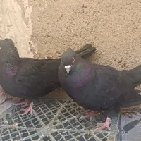 کفتر سیاه زاغ