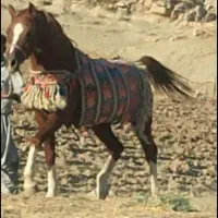 اسب عرب در ملکشاهی