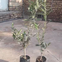 فروش انواع نهال زیتون|خدمات باغبانی و درختکاری|منجیل, |دیوار