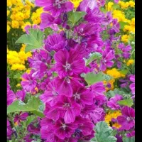 خدمات باغبانی از صفر تا صد در تمام نقاط تهران۰|خدمات باغبانی و درختکاری|تهران, ولنجک|دیوار