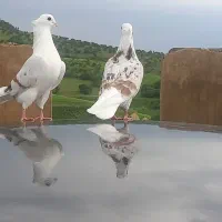 خوشونه