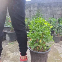 پیتسپروم.پالم.نوئل.یوکا|گل و گیاه طبیعی|کلاچای, |دیوار